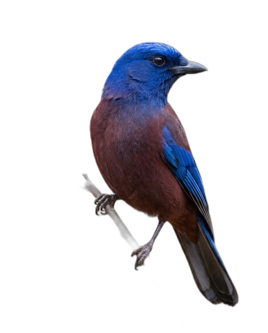 ルリカケス